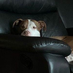 Meet your Posher, Abie